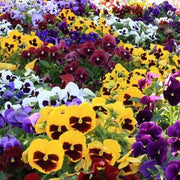 Giant Ruby Pansy Seeds