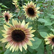 Creme and Pink Sunflower Seeds