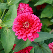 French Pink Marigold Seeds