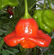 Aka Chapeau Pepper Seeds