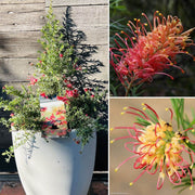 Mixed Grevillea Seeds