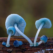 Sky Blue Mushroom Spawn Seeds