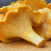 Chanterelle Mushroom Spawn Seeds