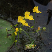 Floating Aquatic Bladderwort Seeds