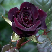 Black Maroon Rosa spp. Seeds