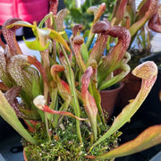 Hooded Pitcher Seeds