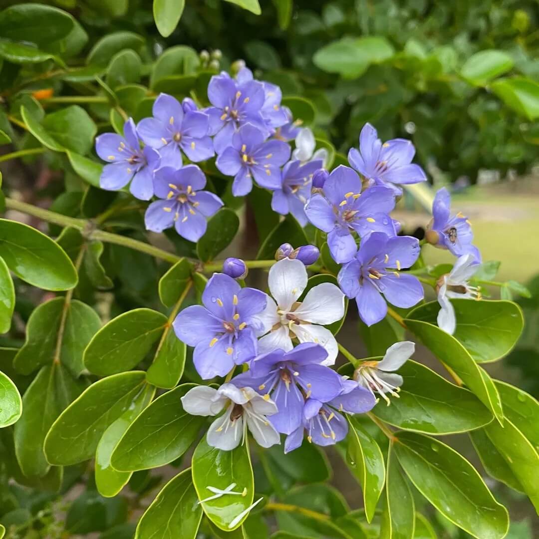 Blue Lignum Vitae Seeds