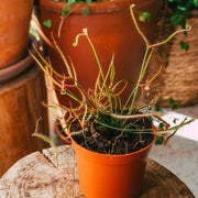 Fork-leaved Sundew Seeds