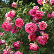 Climbing Pinkie Rose Seeds