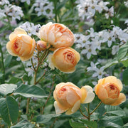 Cream Rose Rosa spp. Seeds