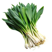 Wild Leek Seeds, Allium tricoccum