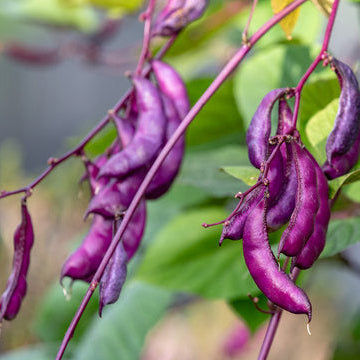 Hyacinth Bean Seeds, Lablab Purpureus