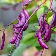Hyacinth Bean Seeds, Lablab Purpureus
