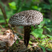 Black Mushroom Seeds