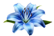 Blue Lily Seeds