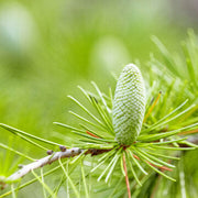 Himalayan Cedar Cedrus Deodara Seeds, Herbal