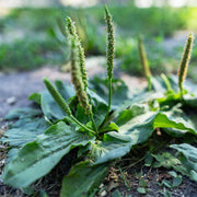 Green Plantago Major Seeds, Herbal