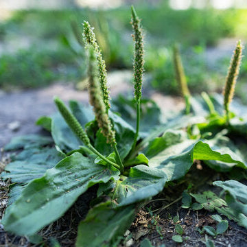 Green Plantago Major Seeds, Herbal