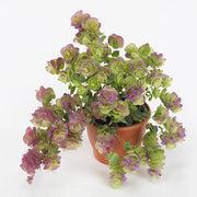 Kirigami Origanum Seeds, Herbal