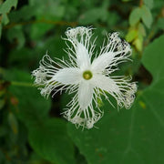 White Cucumerina Trichosanthes Seeds