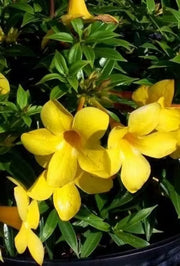 Allamanda cathartica Allamanda Seeds
