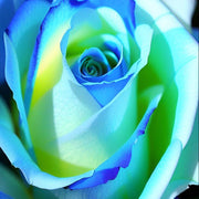 Sky Blue and Green Rose Seeds