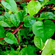 Malabar Spinach Seeds