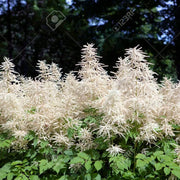 Elegant Garden Aruncus Seeds, Herbal