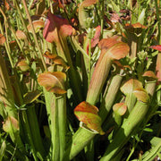 Sweet Pitcher Seeds