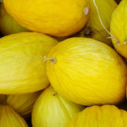 Crenshaw Melon Seeds