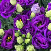 Rosita Purple Lisianthus Seeds
