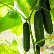 Natsu Fushinari Cucumber Seeds