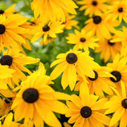 Marmalade Rudbeckia Seeds