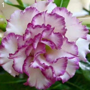 Purple White Desert Rose Seeds