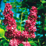 Red Lilac Seeds