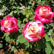 Rosa Seeds - Double Delight Seeds