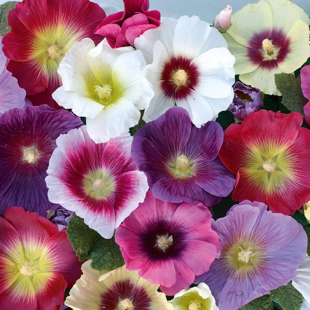 Mixed Hollyhock Seeds