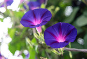 Star of Yelta Morning Glory Seeds