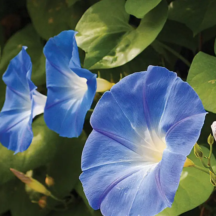 Heavenly Blue Morning Glory Seeds