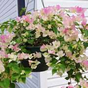Light Pink Bougainvillea Seeds