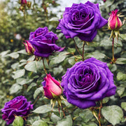 Purple Dragon Rose Seeds