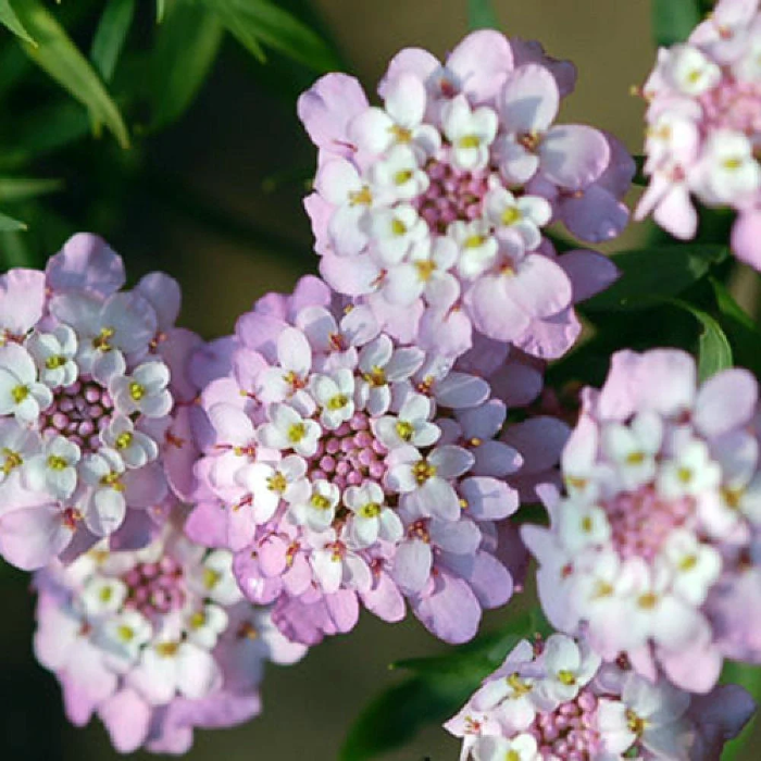 Gibraltar Candytuft Iberis Gibraltarica Seeds