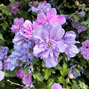 Mixed Colors Rose of Sharon Seeds