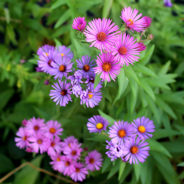 Hardy New England Aster Seeds