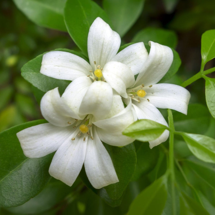 Fragran Orange Jessamine Seeds