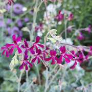 Sidoides Pelargonium Seeds