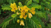 Egyptian Senna Alexandrina Seeds
