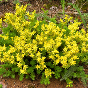 Ground Cover Succulent Gold Moss Sedum Seeds