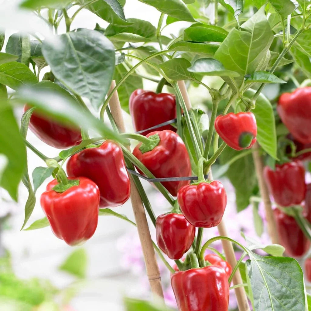 Doux D'Espagne Pimento Pepper Seeds