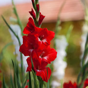 Vibrant Red Gladiolus Seeds